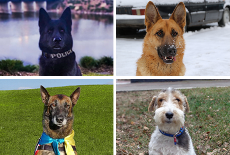 Selfless and proud the service dogs of Ukraine’s Civilian Security